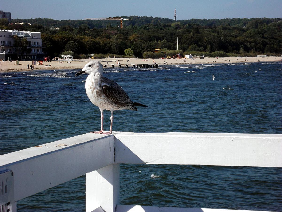 Bema 6 * Sopot